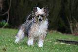 CHIEN NU CHINOIS 231
